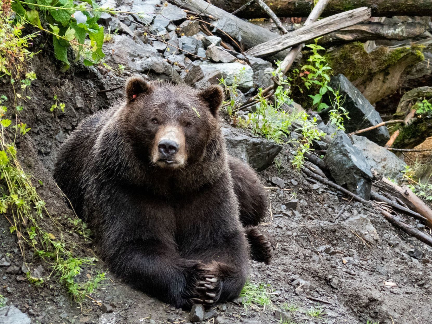 Alaska Rescue Bear